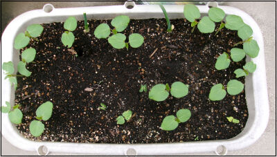 オクラ　2025 (4)圧縮