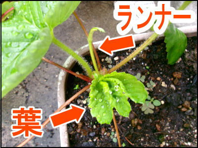 苺　株増やし方 (25)圧縮