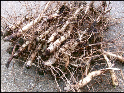 オクラ　根 (6)圧縮