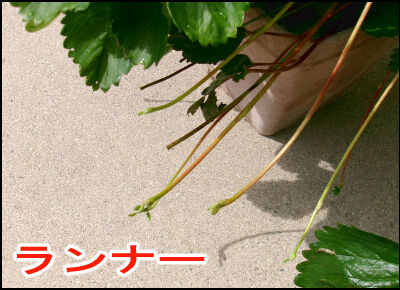 苺　株増やし方 (10)圧縮