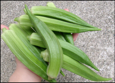 オクラ　スナップ　土リサイクル4圧縮