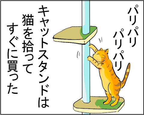 猫 30-3