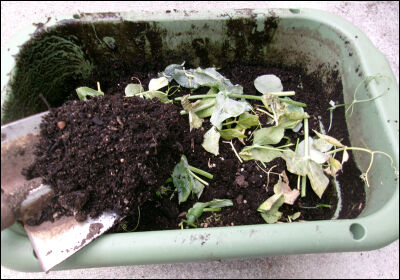 オクラ　スナップ　土リサイクル (2)圧縮