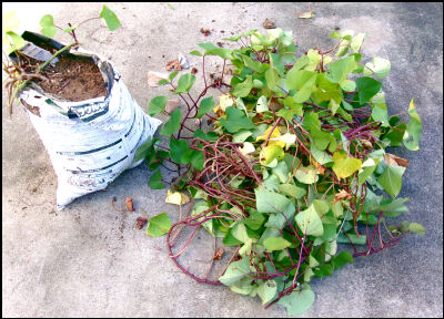 さつま芋　紅はるか　2025　２ (9)圧縮