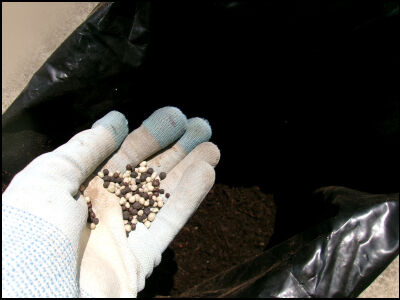 さつま芋　紅はるか　2025 (6)圧縮