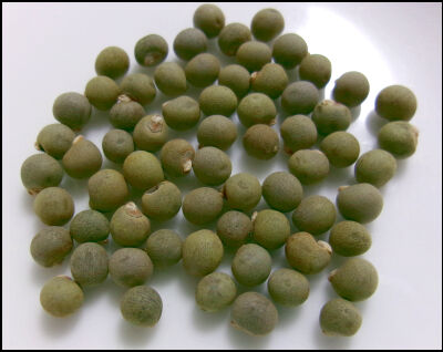 オクラ　2025　２ (6)圧縮