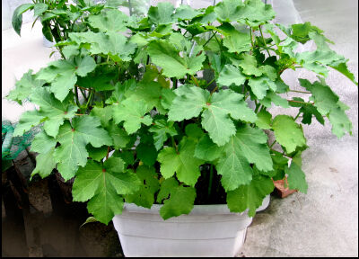 オクラ　2025　２ (8)圧縮