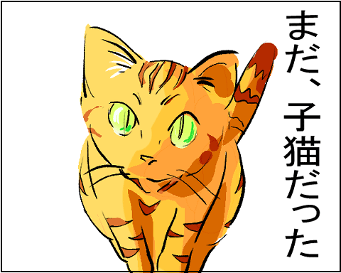 猫　３０－２