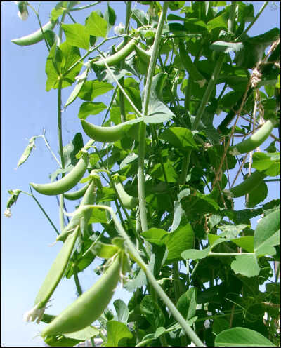 スナップ20本仕立て圧縮　2