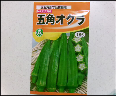 オクラ　2025　２ (5圧縮)