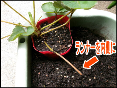 苺　株増やし方 (23)圧縮
