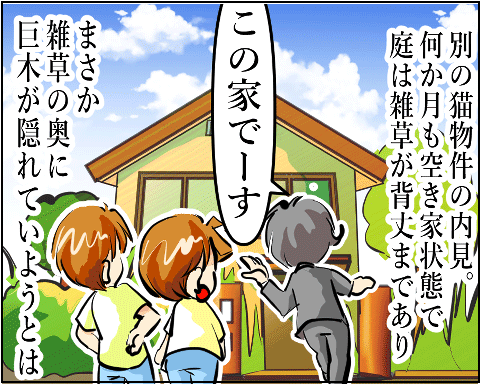猫 38補足-1-1