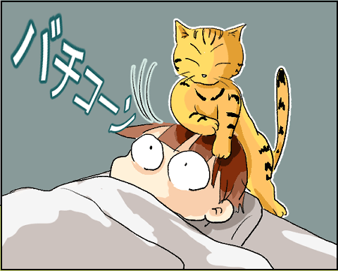 猫 18-7