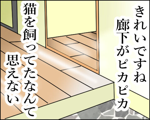 猫 97-1