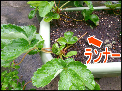 苺　株増やし方 (26)圧縮