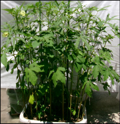 オクラ　スナップ　土リサイクル２圧縮