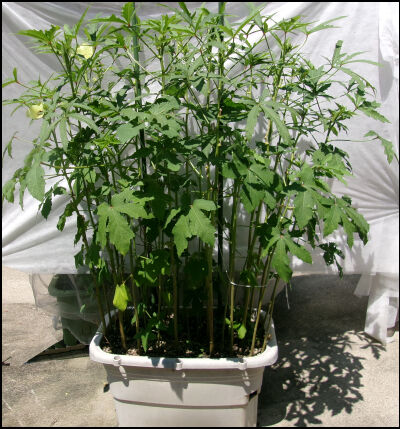 オクラ　2025 (58)圧縮