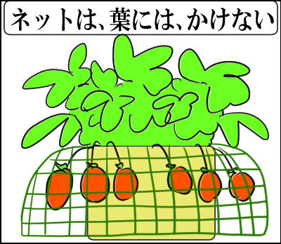 苺ランナー3