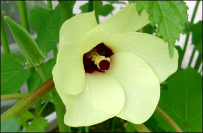 オクラ　2025 (14)圧縮