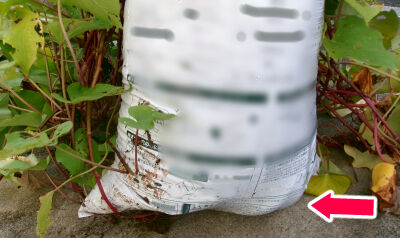 さつま芋　紅はるか　2025　２ (7)圧縮