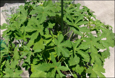 オクラ　2025 (36)圧縮