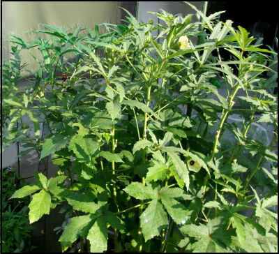 オクラ　2025 (64) 圧縮