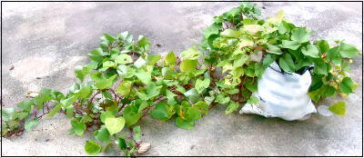 さつま芋　紅はるか　2025　２ (8)圧縮