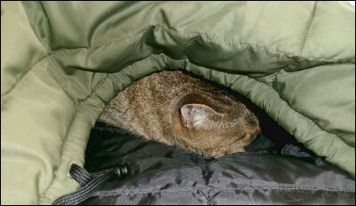 クルミーノ４ (4)圧縮