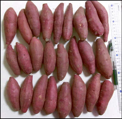 ジオ　２２ｃｍ　芋 (3)