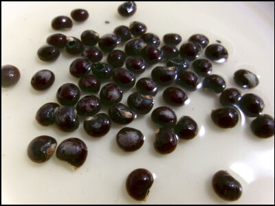 オクラ　2025　２ (7)圧縮