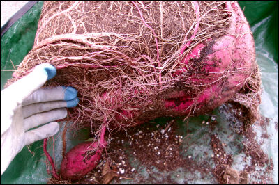 さつま芋　紅はるか　2025　２ (15)圧縮