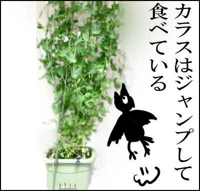 スナップ20本仕立て圧縮　17