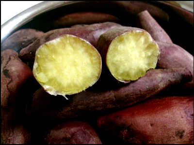 ジオ　２２ｃｍ　芋 (11)