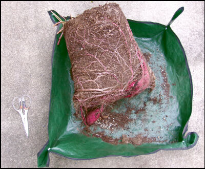 さつま芋　紅はるか　2025　２ (14)圧縮