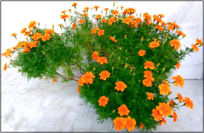 マリーゴールド圧縮