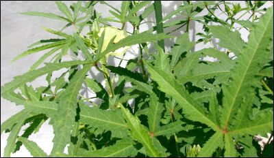 オクラ　2025 (60)圧縮