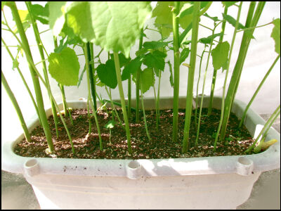 オクラ　2025 (23)圧縮