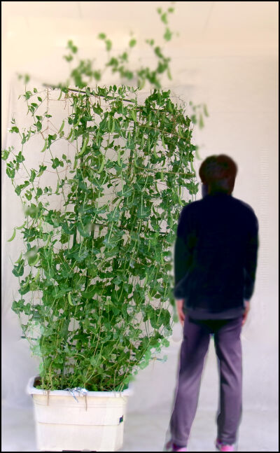 スナップ20本仕立て圧縮　3