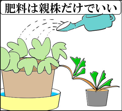苺ランナー4