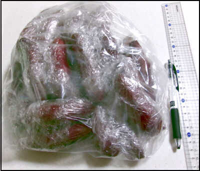 ジオ　２２ｃｍ　芋 (13)