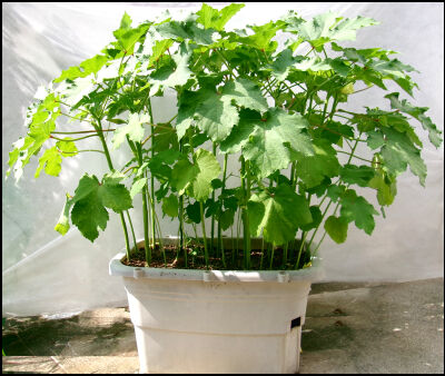 オクラ　2025 (22)圧縮