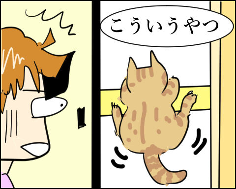 猫 98-4