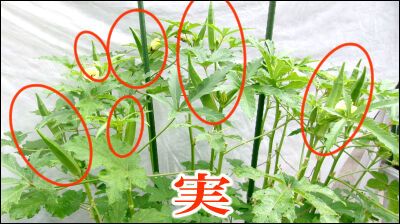 オクラ　2025 (45)圧縮