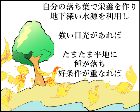 猫 38補足-3-10