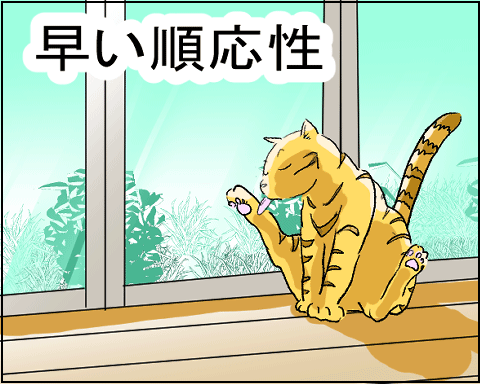 猫 27-7