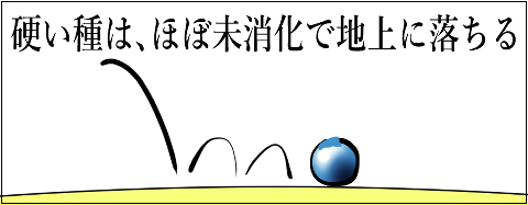 猫 38補足-3-6
