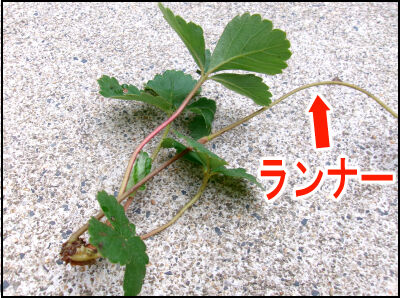 苺　株　増やし方２ (2)圧縮