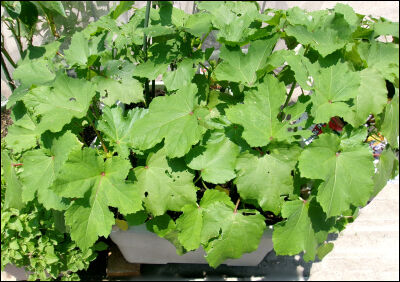 オクラ　スナップ　土リサイク３圧縮