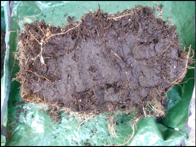 オクラ　2025 (87)圧縮