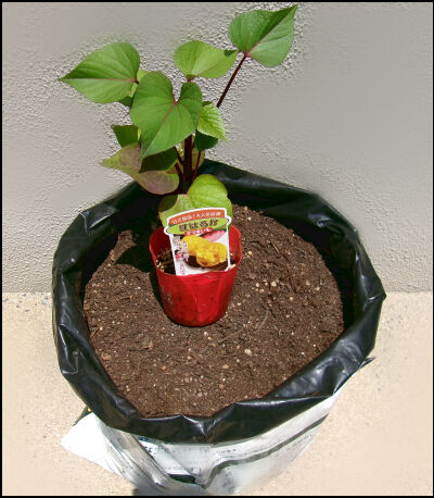 さつま芋　紅はるか　2025 (4)圧縮